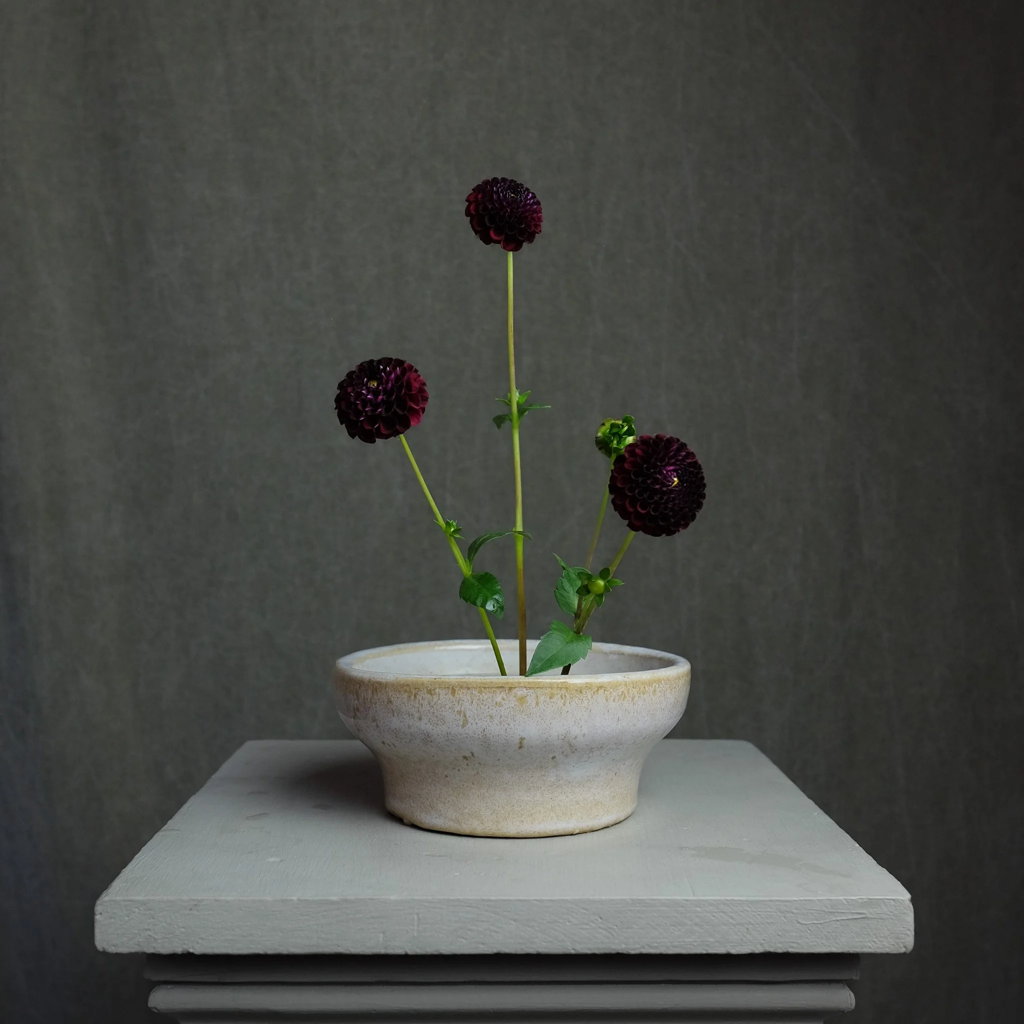 Crossfield Ebony — Petal Creek Farm
